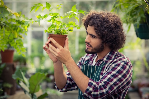 鉢植えの植物を調べる男性庭師