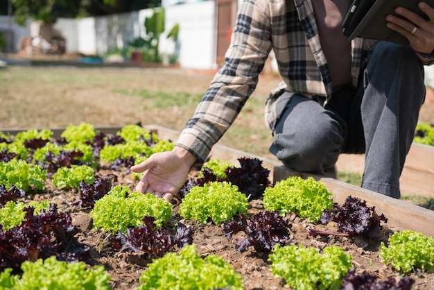 男性の庭師がタブレットを持って野菜をチェックし、家の庭でレタスを世話するガーデニング