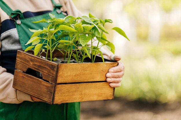 A male gardener keeps tomato seedlings in a box ready for planting in an organic garden Planting and landscaping in spring