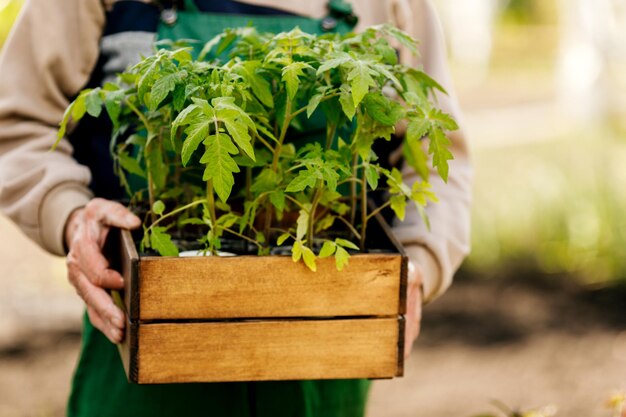 A male gardener keeps tomato seedlings in a box ready for planting in an organic garden Planting and landscaping in spring