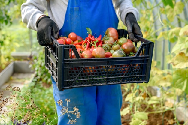 Photo male gardener in overalls carrying a box full of ripe tomatoes in a greenhouse. harvesting, organic products.