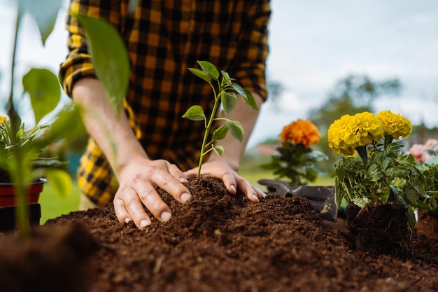 Male gardener planting green plant in hands ecology and gardening concept high quality photo