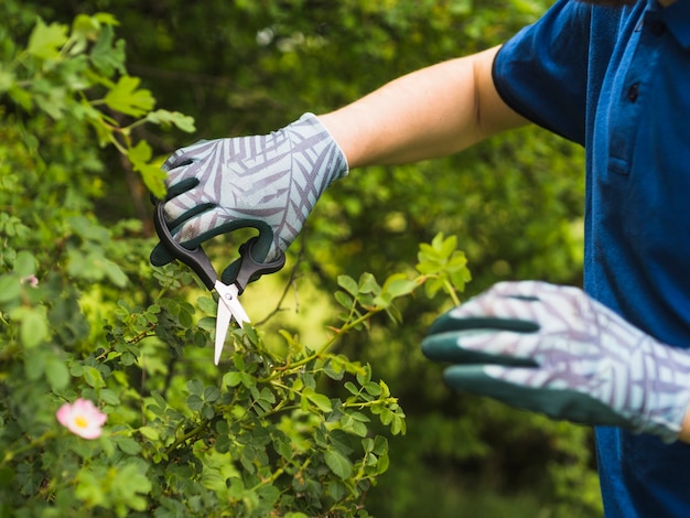 Un giardiniere maschio che pota pianta spinosa