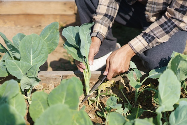 Male gardener using knife to cutting organic chinese kale in vegetables garden at home