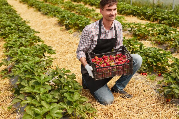 Male gardener working in strawberry field