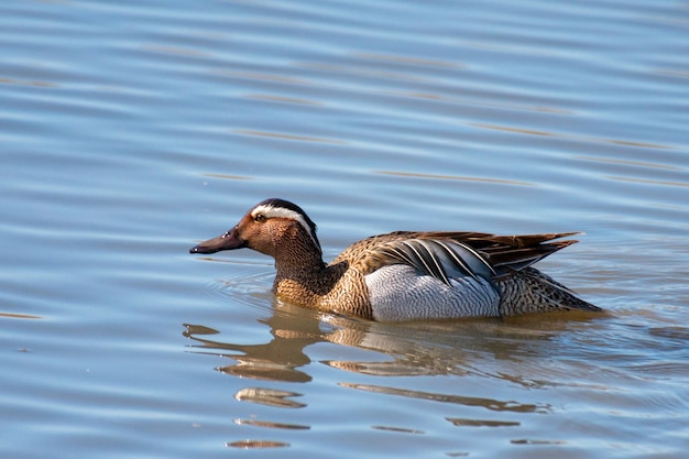 Male garganey Anas querquedula on water