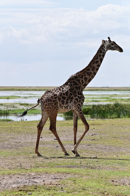 タンザニアのセレンゲティ国立公園近くの道路の横でアカシアを食べるオスのキリン。アフリカのサファリ