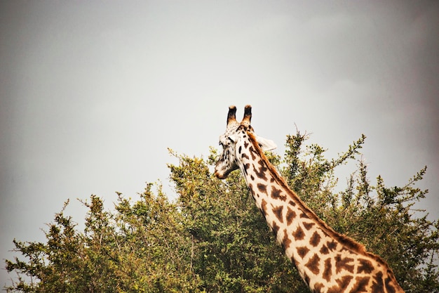 Male giraffe at Serengeti National Park in Tanzania. African safari, wild animals, Tanzania