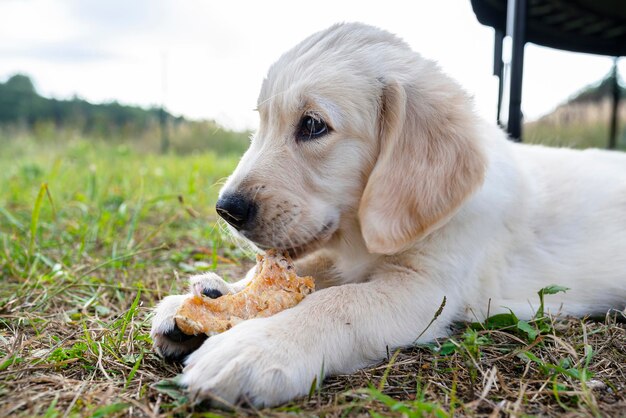 Foto il cane golden retriever maschio mangia un osso di pollo pressato all'aperto sdraiato nell'erba