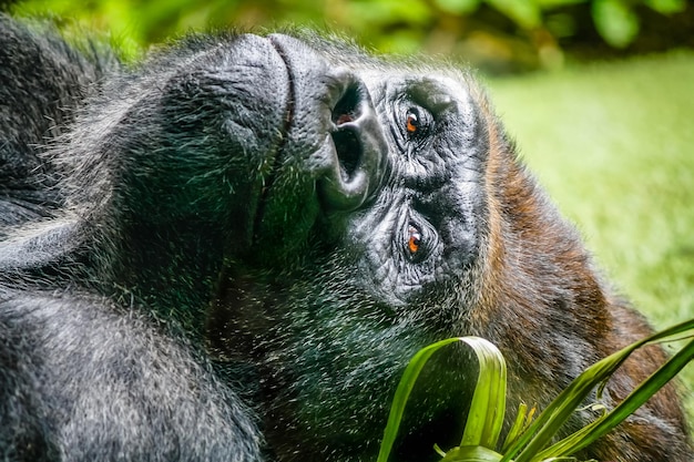 Gorilla maschio sdraiato sull'erba con uno sguardo perso