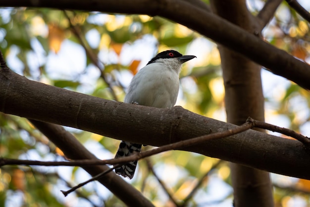 Male Great antshrike Taraba major