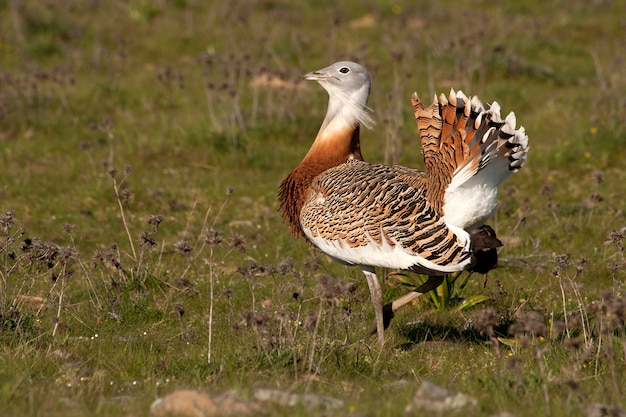 Male of Great bustard in mating season