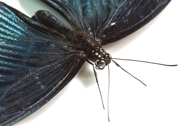 Male great mormon butterfly on white 