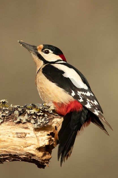 Male Great spotted woodpecker in a Eurosiberian beech and oak forest with the last lights