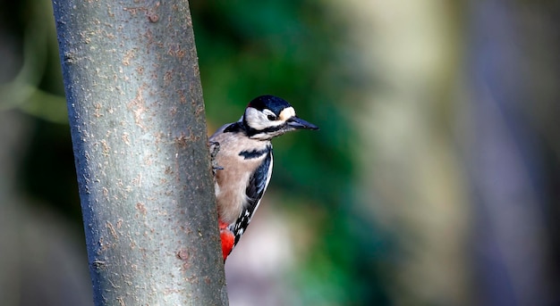 Male great spotted woodpecker on the side of a tree
