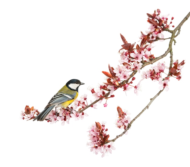 male great tit perched on a flowering branch, parus major, isolated on white