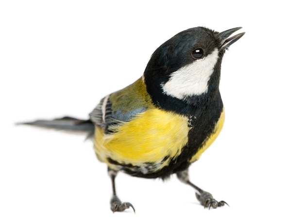 Maschio cinciallegra tweeting, parus major, isolato su bianco