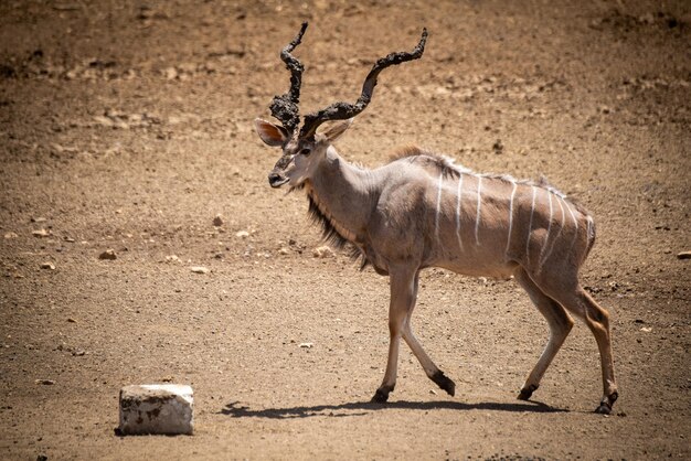 写真 雄クドゥーが塩を舐めるところへ歩く