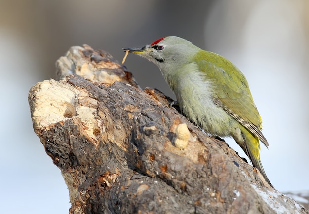 Male grey woodpecker on the tree eats a worm. Close up portrait