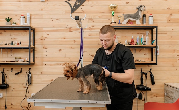 Male groomer brushing hair of Yorkshire terrier dog hair with comb after bathing at grooming salon Woman pet hairdresser doing hairstyle in veterinary spa clinic