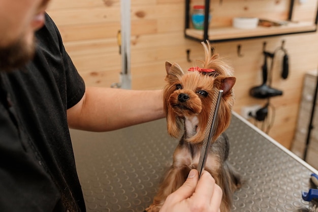 Male groomer brushing hair of Yorkshire terrier dog hair with comb after bathing at grooming salon Woman pet hairdresser doing hairstyle in veterinary spa clinic