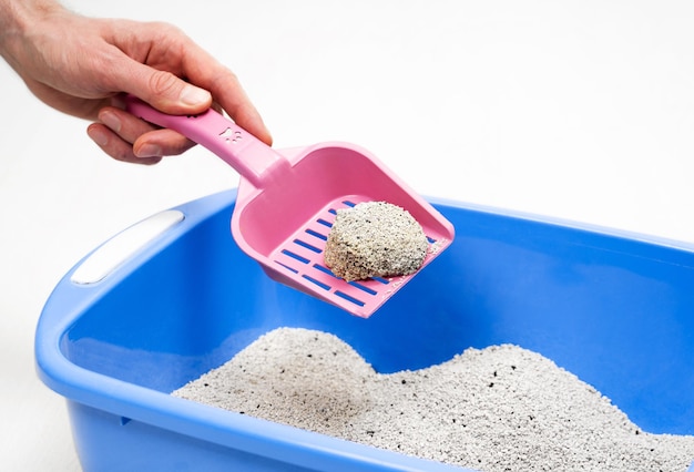 Male hand cleans Clumping Bentonite Cat Litter tray on pink scoop at home Cleanliness pet care and hygiene concept