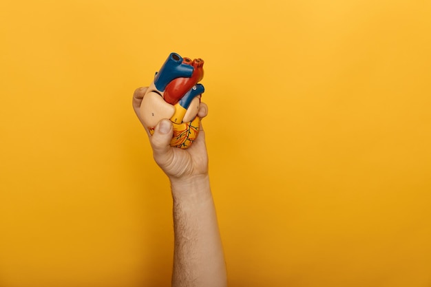 Male hand holding heart model isolated on yellow background with copy space