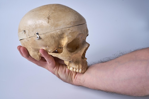 Male hand holding a human skull on a white isolated background.\
to be or not to be.