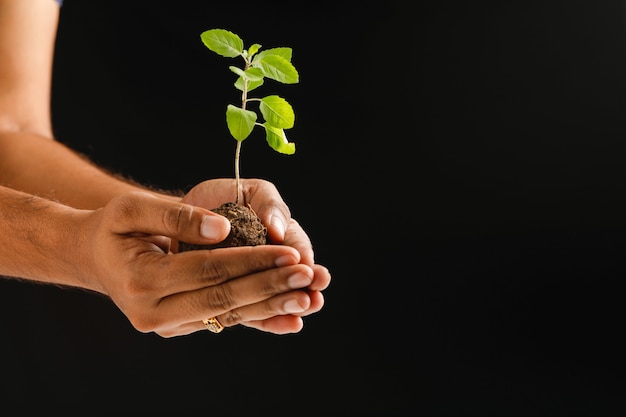 黒の背景に小さな植物を持っている男性の手