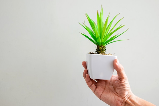 小さな植物の木の白い鍋を持っている男性の手