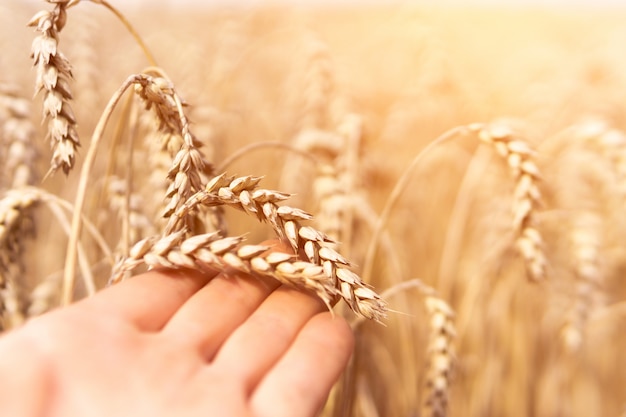 Photo male hand holding wheat in the field