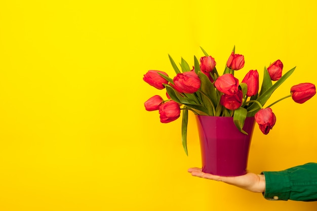 Мужская рука держит вазу, розовый горшок с букетом красных тюльпанов