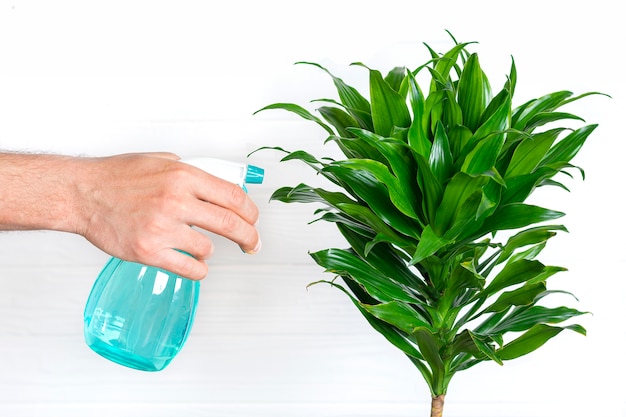 Male hand holds sprayer and sprays house plant fragrant dracaena Plant care, home decor concept