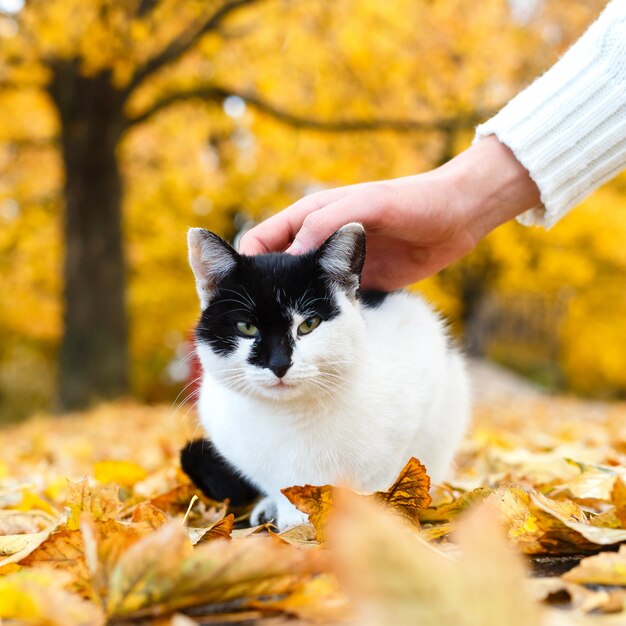 Male hand stroking the cat in the autumn park sitting in yellow leaves