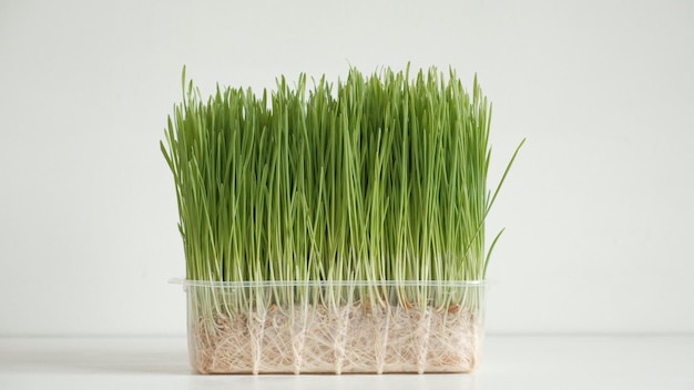 Male hand touches sprouted green grass in a transparentplastic container on a white table