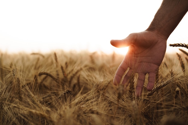 Male hand touches wheat ears on field at sunset