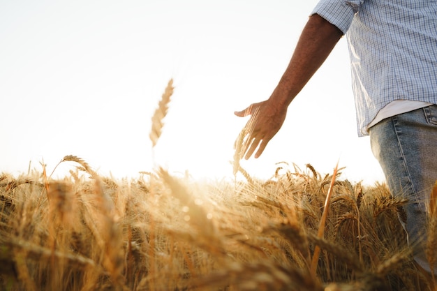 Male hand touches wheat ears on field at sunset