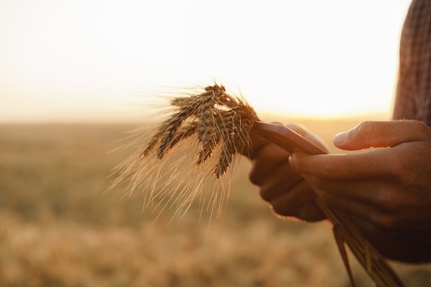 Male hand touches wheat ears on field at sunset