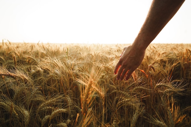 Male hand touches wheat ears on field at sunset