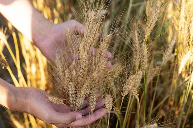 Mano maschile che tocca una spiga di grano dorato maturo nel campo di grano.