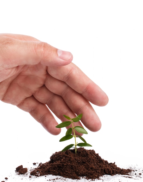 Male hand with a green sprout