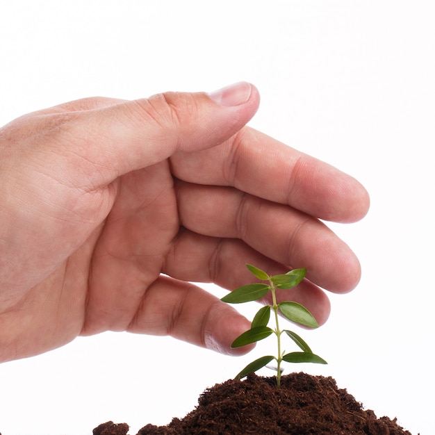 Male hand with a green sprout