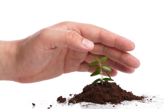 Male hand with a green sprout