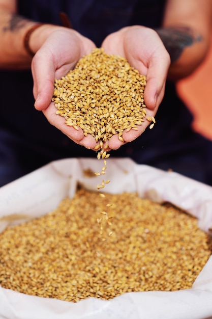 Male hands of the brewer holding beer malt on the surface of the brewery.