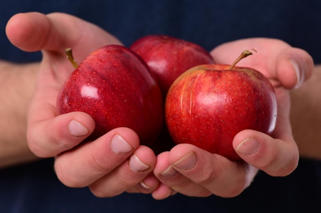 Male hands hold red apples. Apples trio on blue Tshirt background, selective focus. Apple fruits in fresh and juicy color, close up. Food and healthy lifestyle concept.