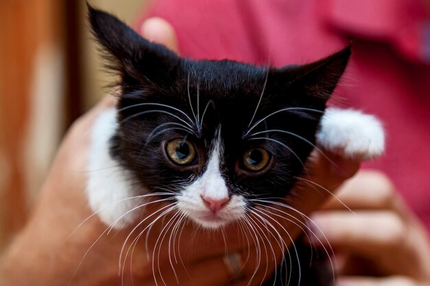 Male hands holding a black and white kitten with a funny face and a large white mustache and eyebrows