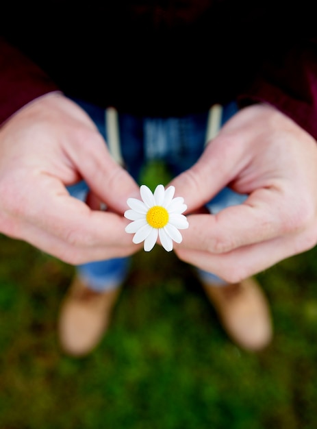 Male hands holding a cute daisy flower