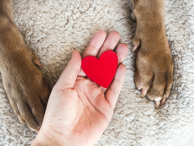 Male hands holding dog paws Closeup indoor