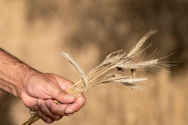 Male hands holding golden wheat ears