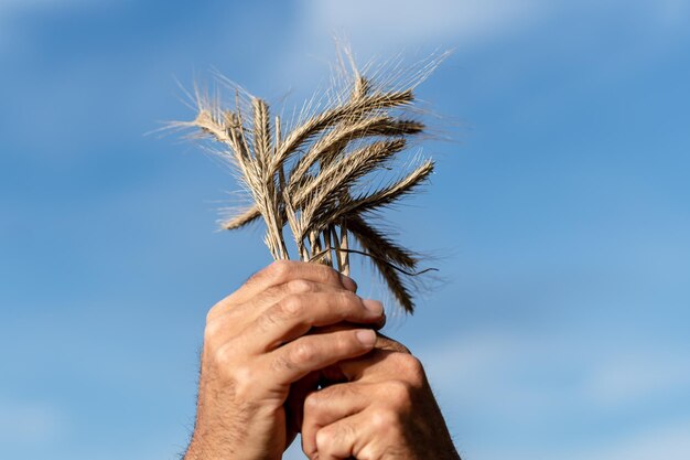 Photo male hands holding golden wheat ears